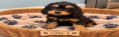 Girl 4 
