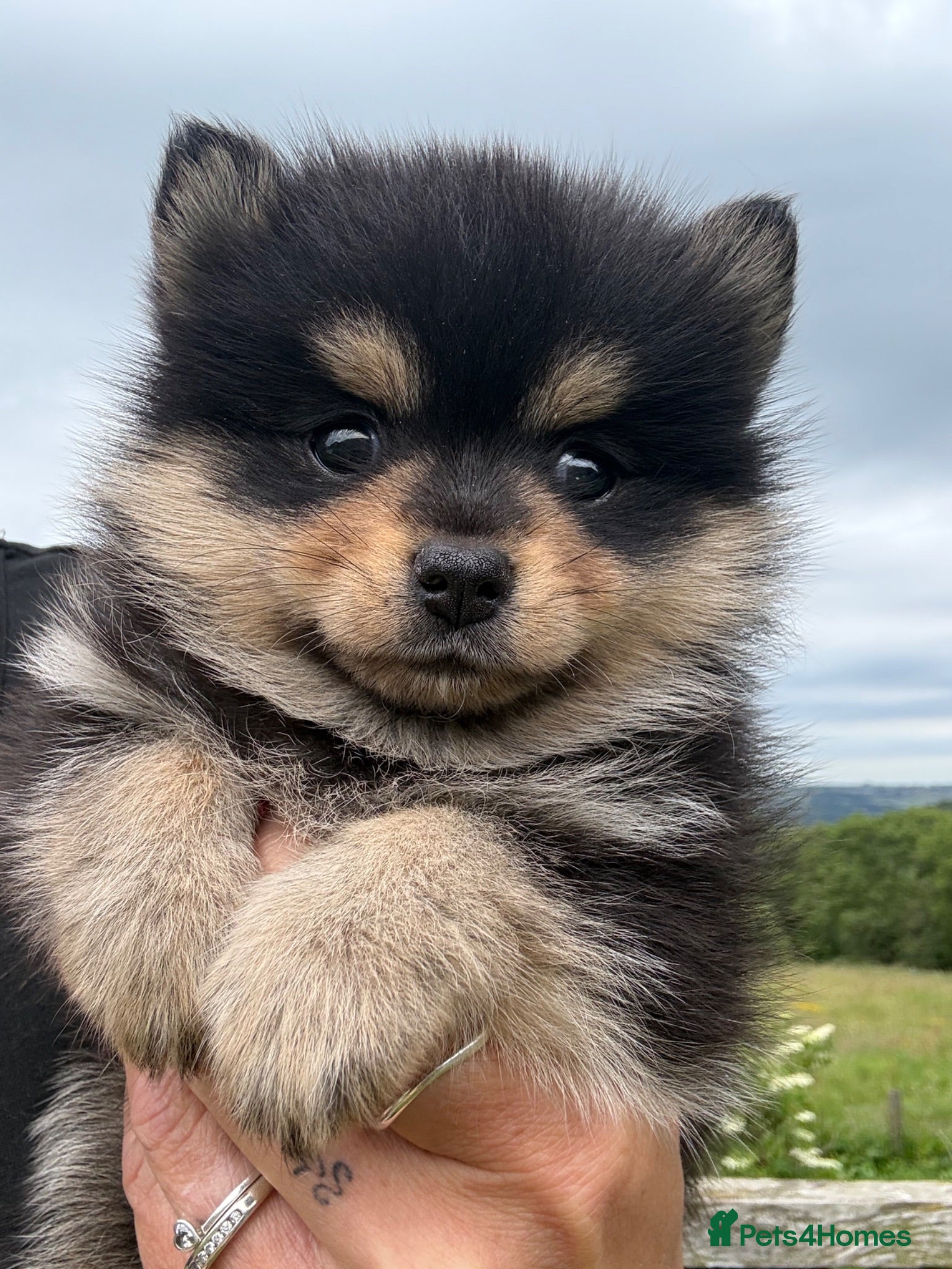 Pomsky dogs Stunning F1B Pomsky Girls - Advert 1