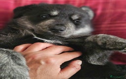Mixed Breed dogs for sale: Boys  - Image 5