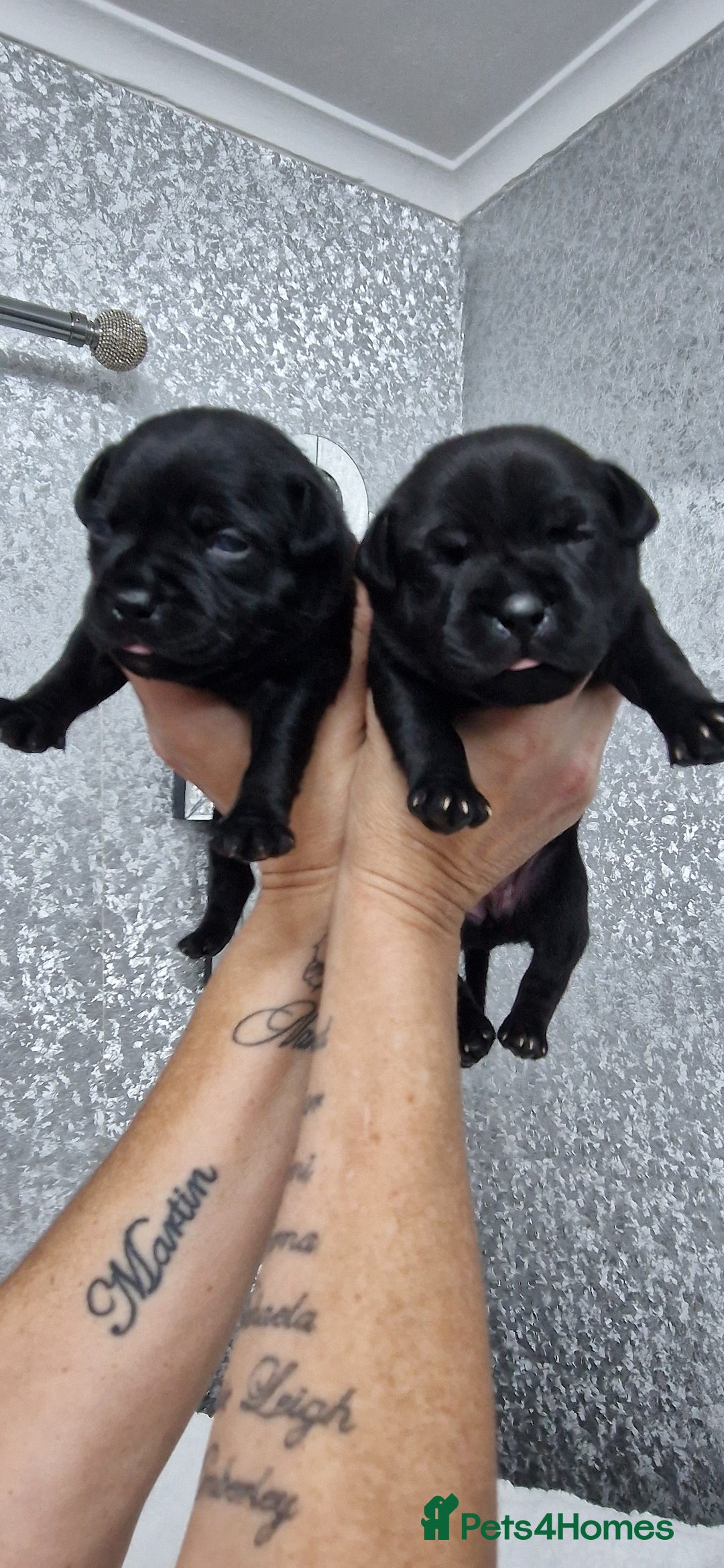 Staffordshire Bull Terrier dogs for sale: 4 Kc Reg Staffordshire Bull Terrier Females 🩷 - Advert 11