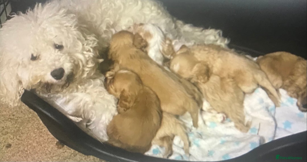 Cavapoo dogs for sale: DNA health tested F1 cavapoo BVA heart/eyes - Image 1