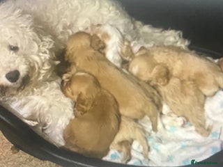 Cavapoo dogs for sale - Advert 1
