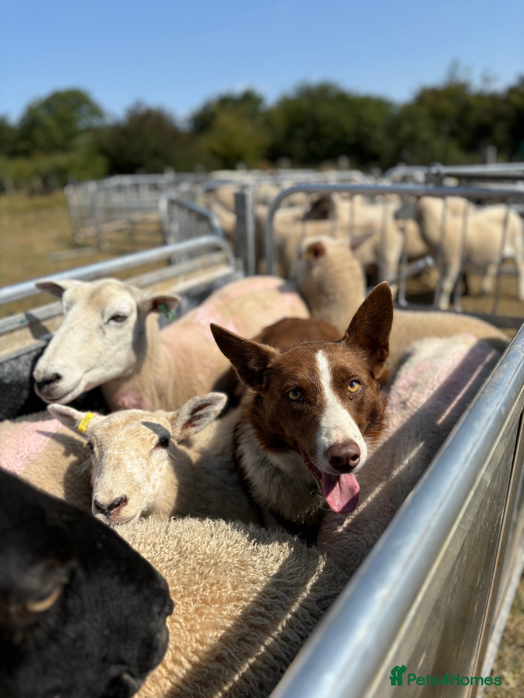 Border Collie dogs for stud: ISDS reg Red & White Collie Stud - Advert 4