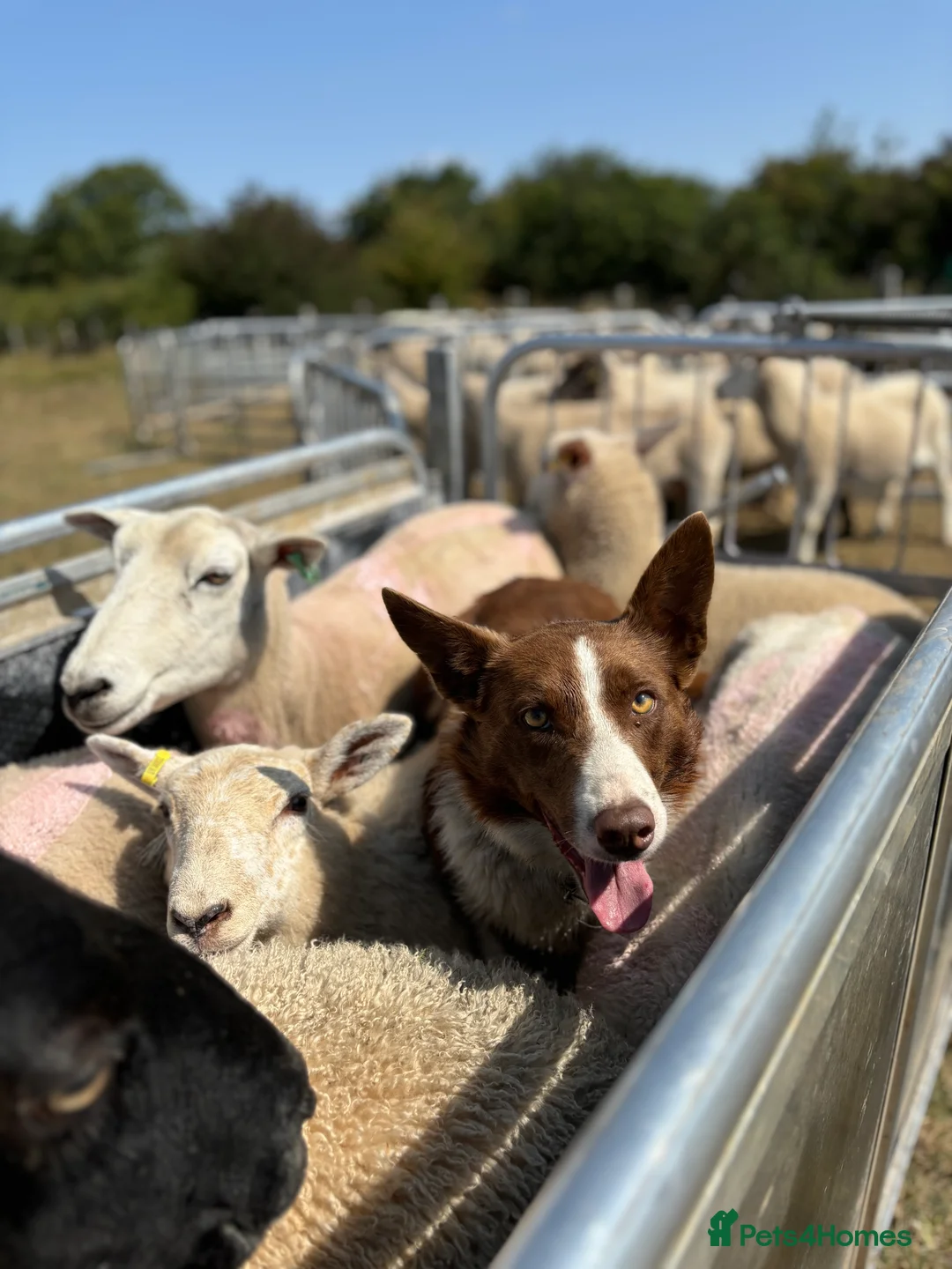 Border Collie dogs for stud: ISDS reg Red & White Collie Stud - Advert 6
