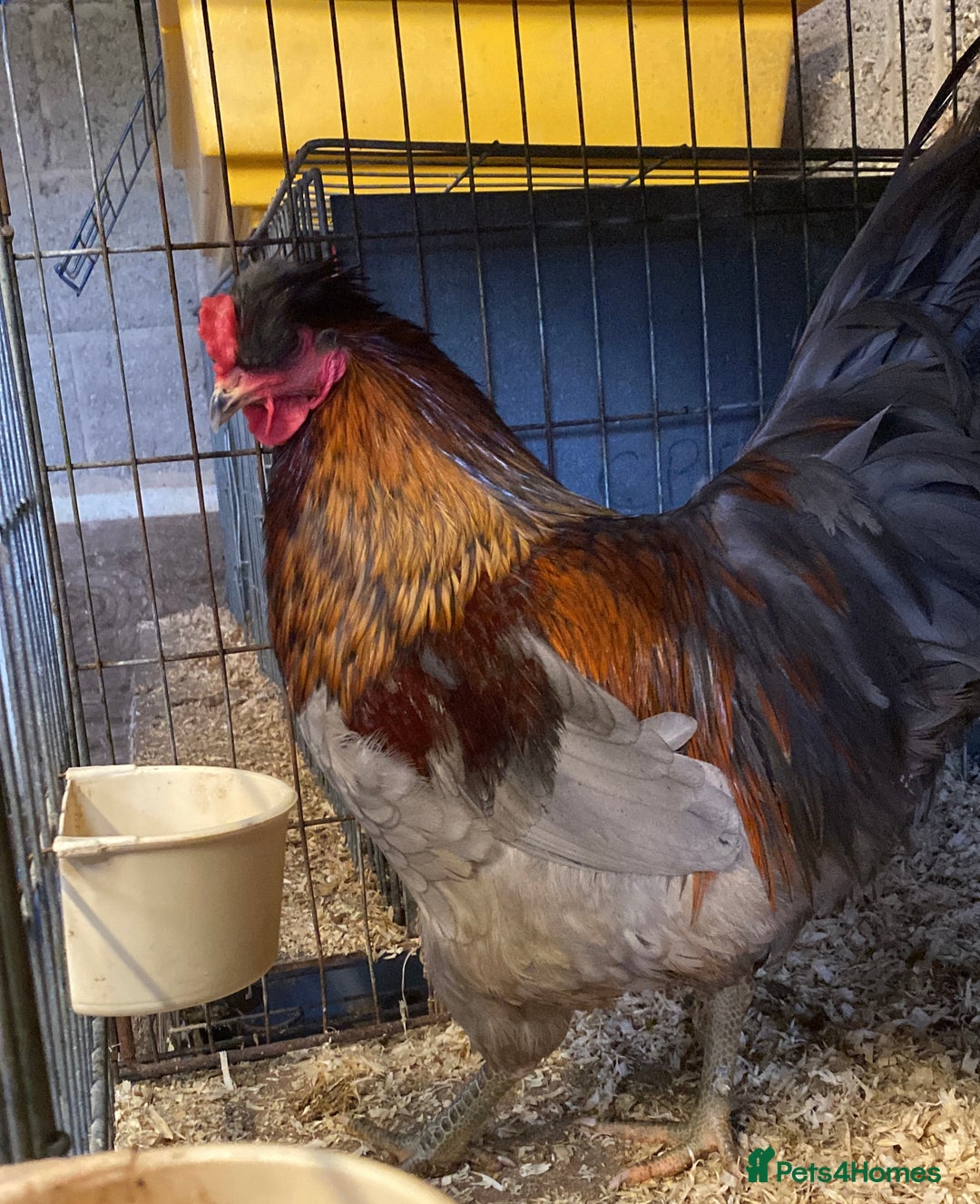 Chickens poultry for sale: French copper black and blue Marans cockerel  - Advert 2