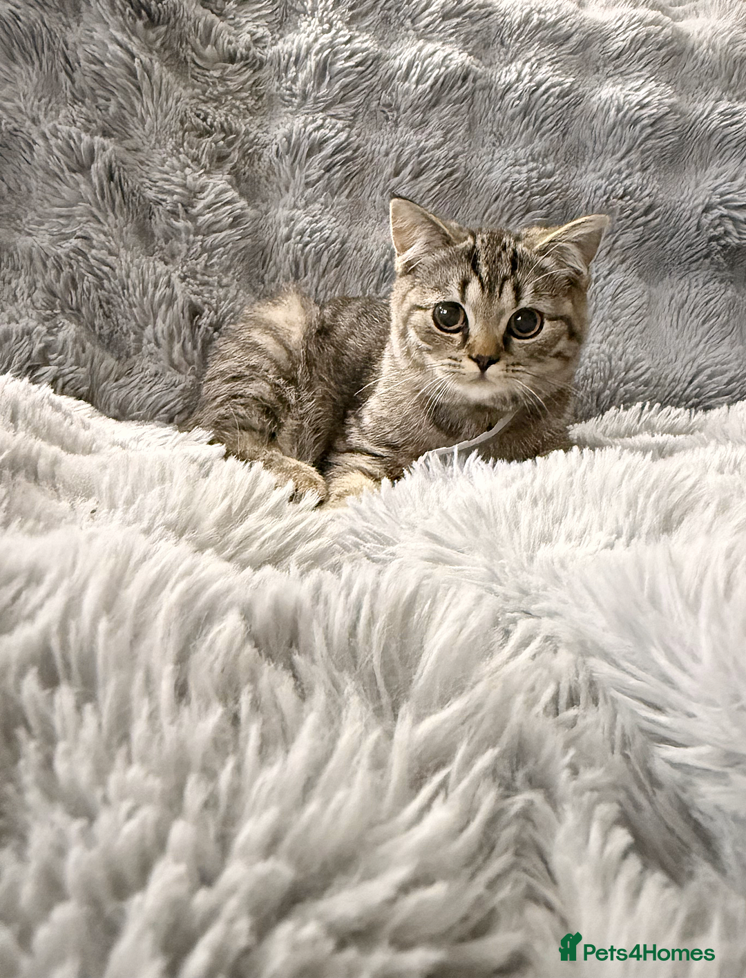 British Shorthair cats for sale: Stunning kittens READY NOW  - Advert 6