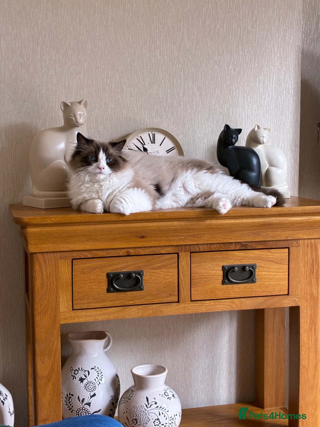 Ragdoll cats for sale: Ragdoll in Redditch - Advert 2