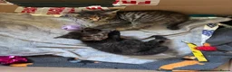 Maine Coon cats for sale: Maine coon x girl kitten - Advert 5