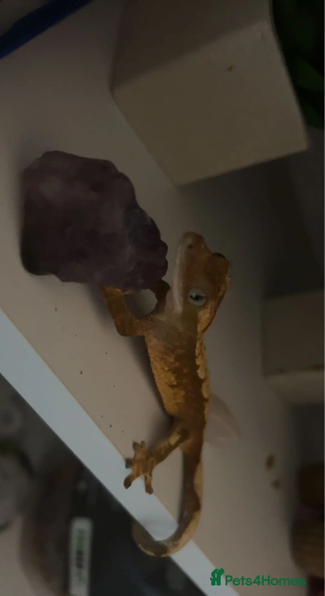 Gecko reptiles for sale: Crested gecko for sale with full set up  - Advert 3