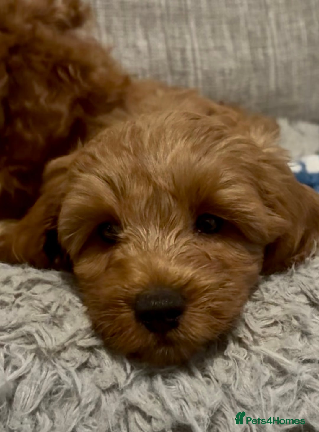 Cockapoo dogs for sale: Cockapoo F1b Male - Advert 11