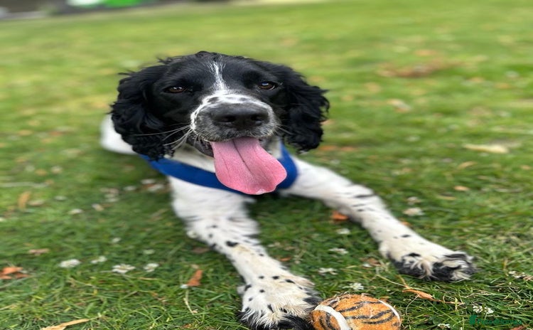 Sprocker dogs - Advert 1