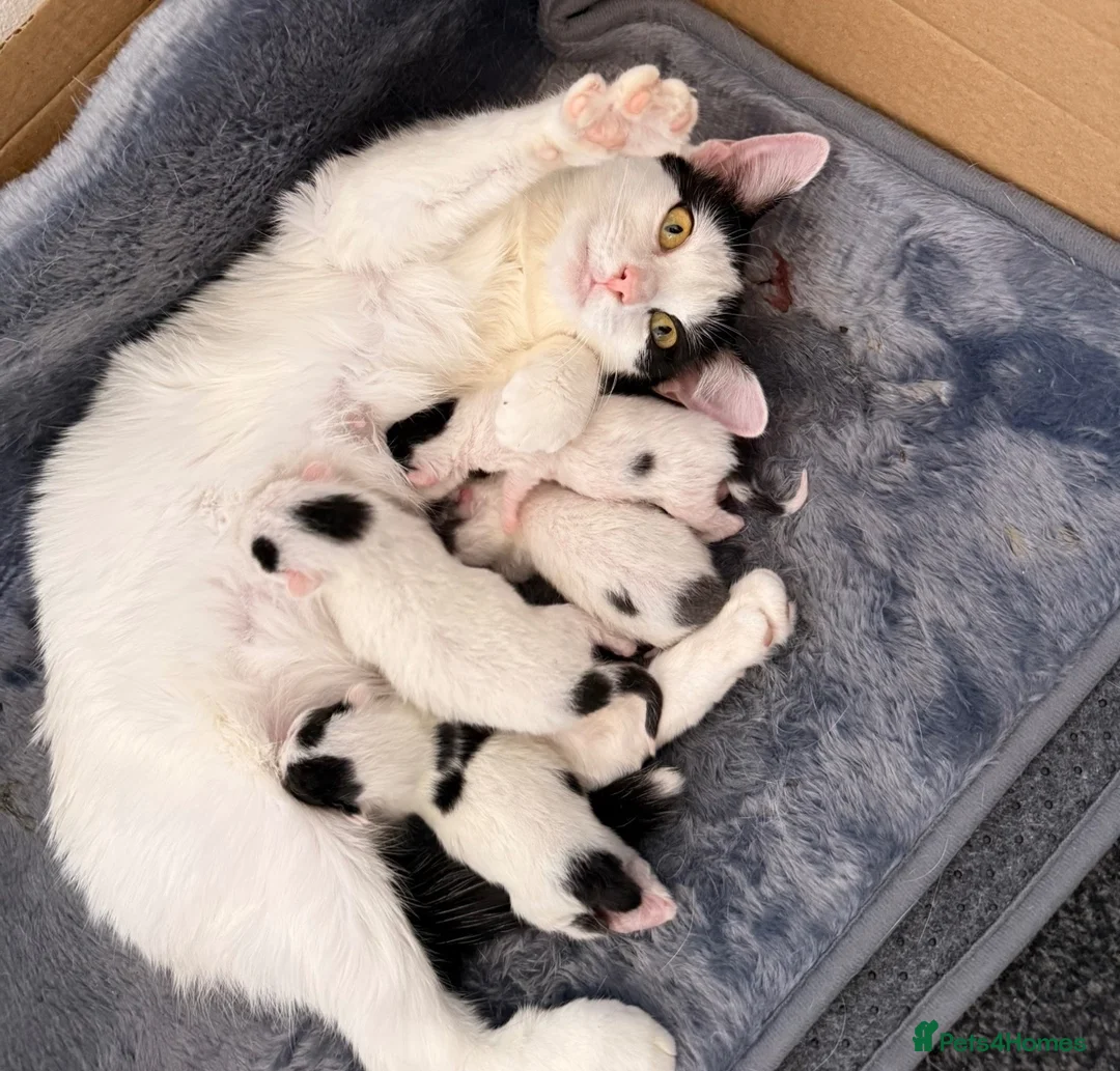 Mixed Breed cats for sale: 4 kittens  - Advert 1