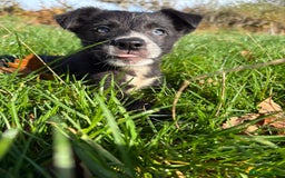 Border Collie dogs for sale: Beautiful Border Collie Pups - Image 5