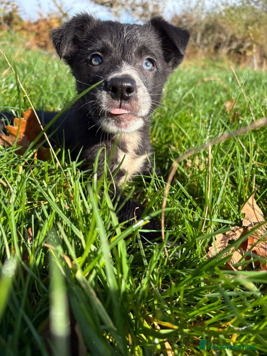 Border Collie dogs for sale: Beautiful Border Collie Pups - Image 5