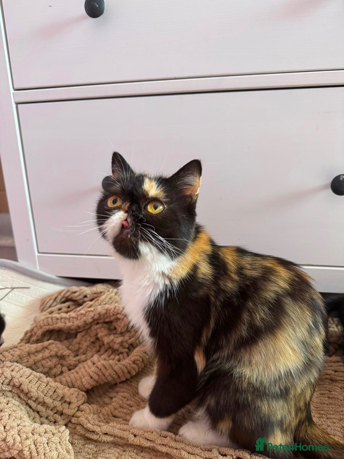 Persian cats 🐾 Cute Persian Kittens Lookng for Loving Homes 🐾 - Advert 1