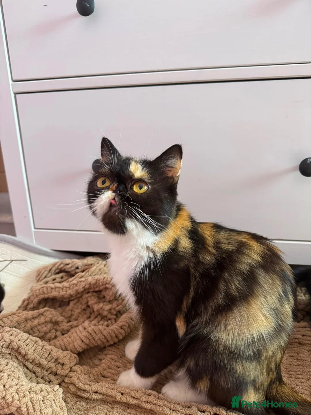 Persian cats for sale: 🐾 Cute Persian Kittens Lookng for Loving Homes 🐾 - Advert 1