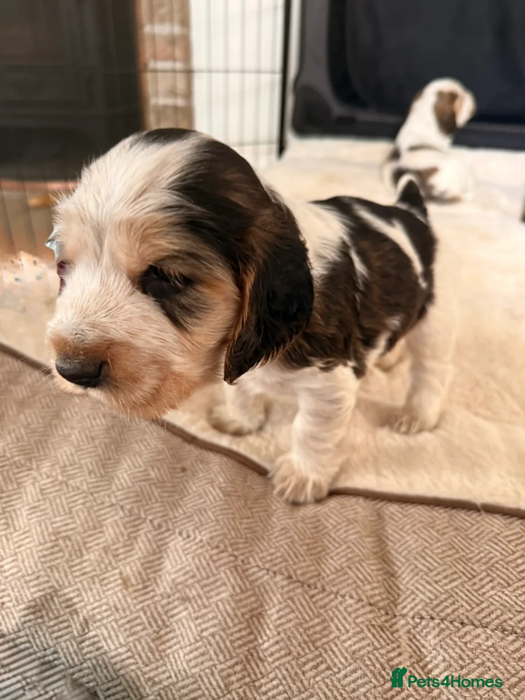 Cocker Spaniel dogs for sale: 5 Stunning Show Cocker Spaniel Pups  - Advert 16