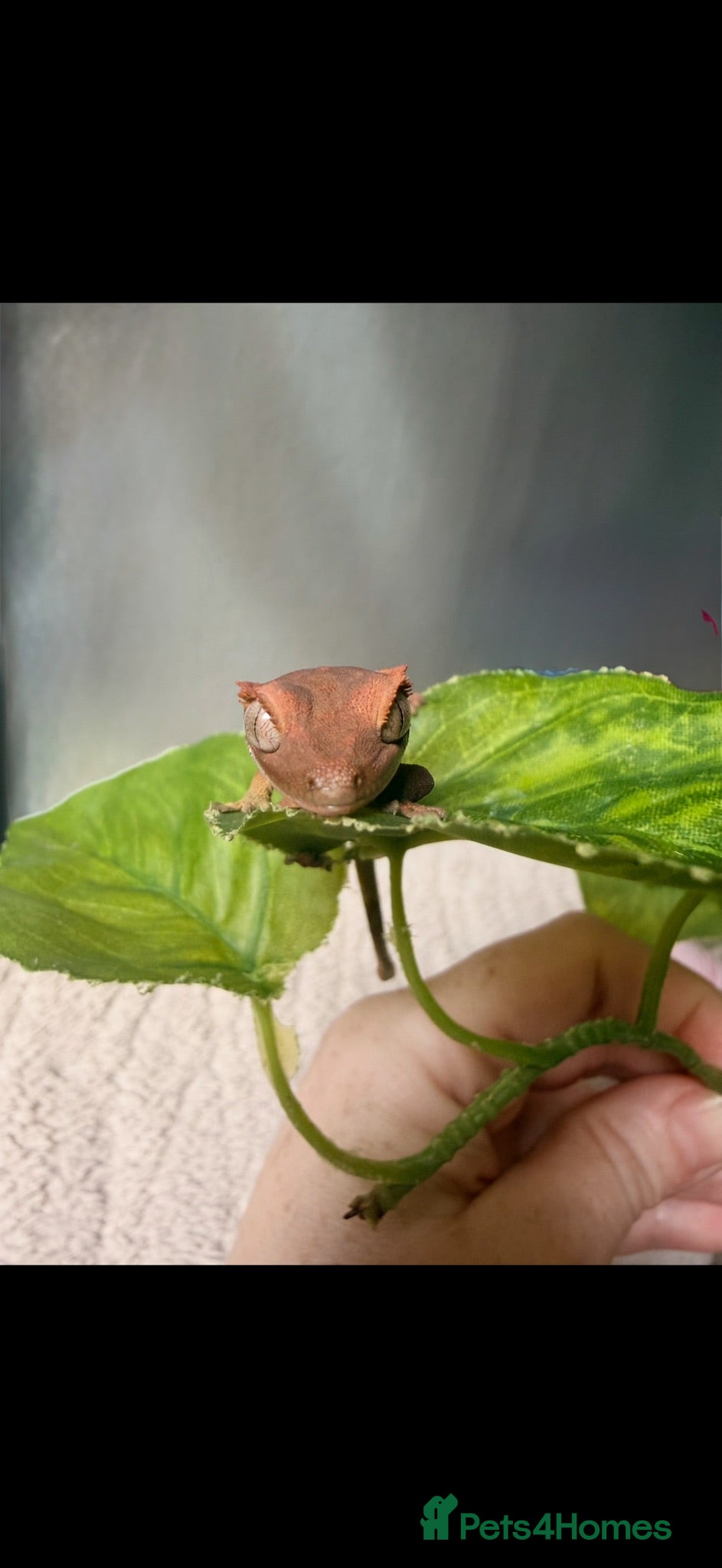 Gecko reptiles Crested gecko babies  - Advert 1