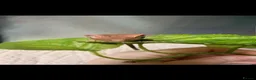 Gecko reptiles for sale: Crested gecko babies  - Advert 1