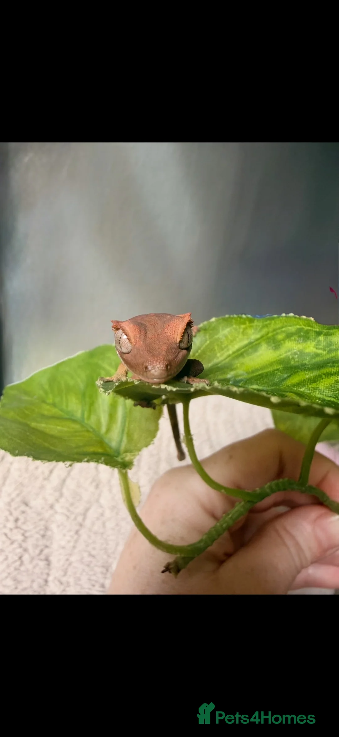 Gecko reptiles for sale: Crested gecko babies  - Advert 1