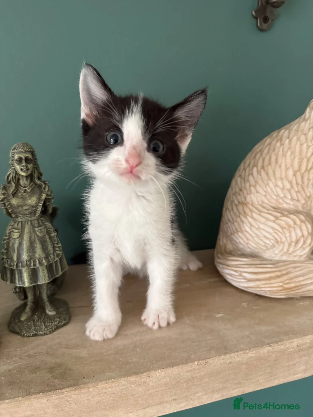 British Shorthair cats for sale: 2 different litters  - Advert 11