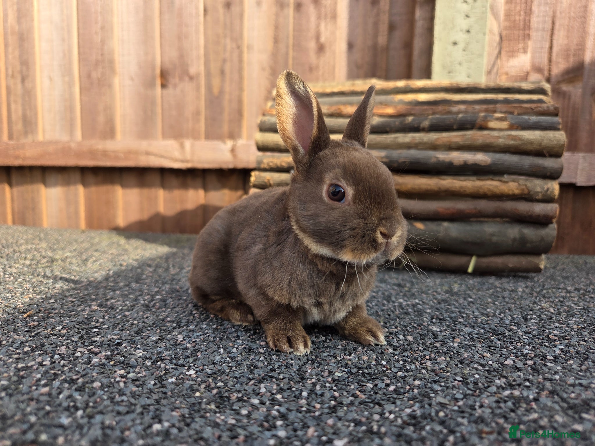 Rex rabbits Gorgeous litter of Mini Rex baby bunnies - Advert 8