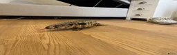Monitor reptiles for sale: Blue tegu  - Advert 2
