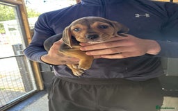 Beagle dogs for sale: 7 wonderful cocker spaniel x beagle❤️🏡 - Image 14