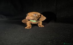 Dachshund dogs for sale: Miniature Dachshund Puppies  - Image 3