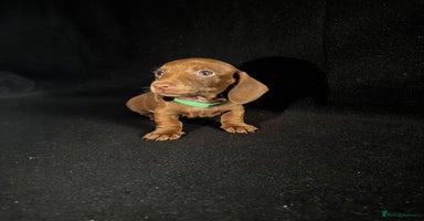 Dachshund dogs - Advert 11