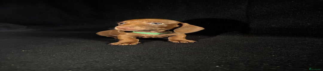 Green Collar (Girl)