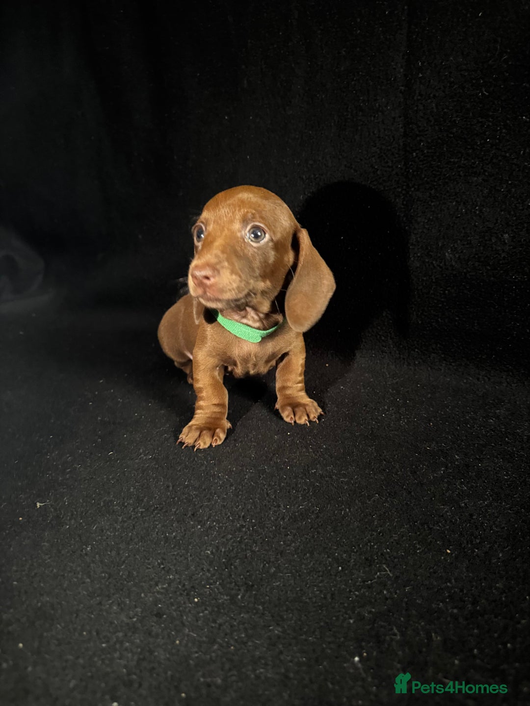 Dachshund dogs for sale: Miniature Dachshund Puppies  - Image 3