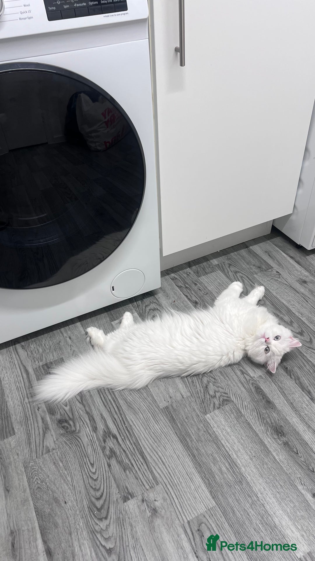 Persian cats for sale: Gorgeous one year old baby girl😍 - Image 3