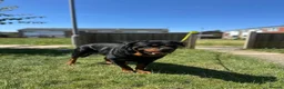 Rottweiler dogs for sale: Female Rottweiler  in Aylesbury - Advert 8