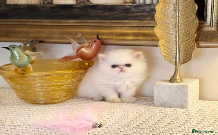 Persian cats Stunning TICA Blue Eye Persian Babies  - Advert 10