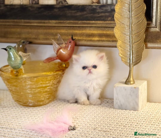 Persian cats Stunning TICA Blue Eye Persian Babies - Advert 10