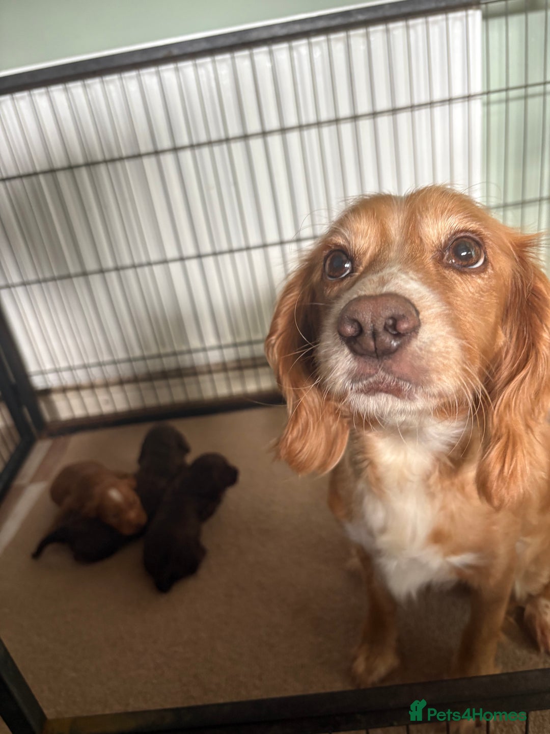Cocker Spaniel dogs for sale: Cocker spaniel pups - Image 7