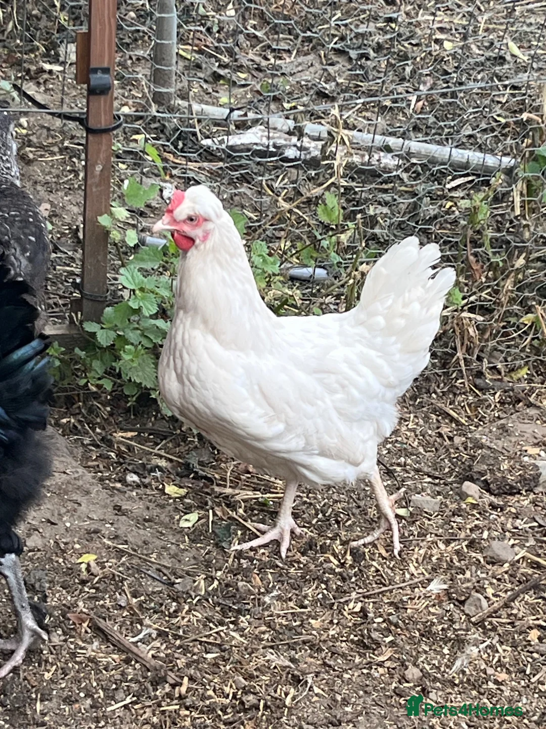 Chickens poultry for sale: Hybrid laying birds  - Advert 2