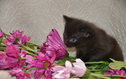 Mixed Breed cats for sale: Beautiful Bombay/Maine-Coone Kitten!  - Image 2