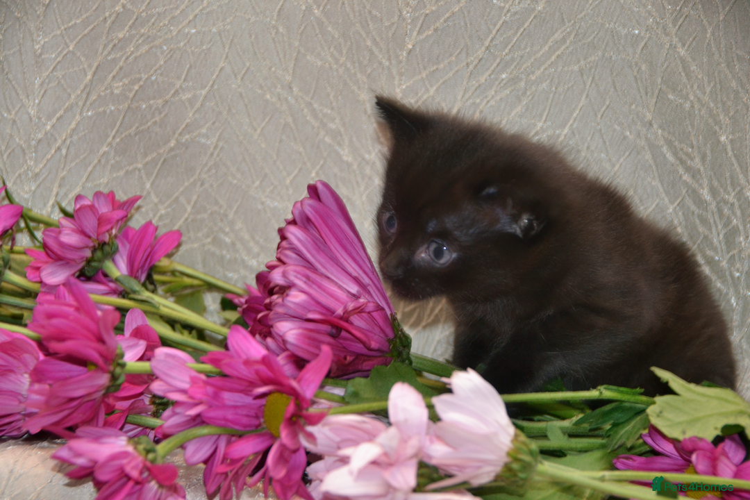 Mixed Breed cats for sale: Beautiful Bombay/Maine-Coone Kitten!  - Image 2