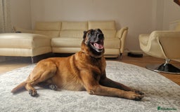 Belgian Shepherd Dog dogs for stud: KC, PURE Malinois Stud: Health Tested. Proven  in Rugby - Image 10
