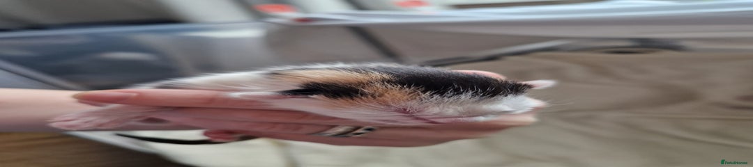 Callie (nickname)