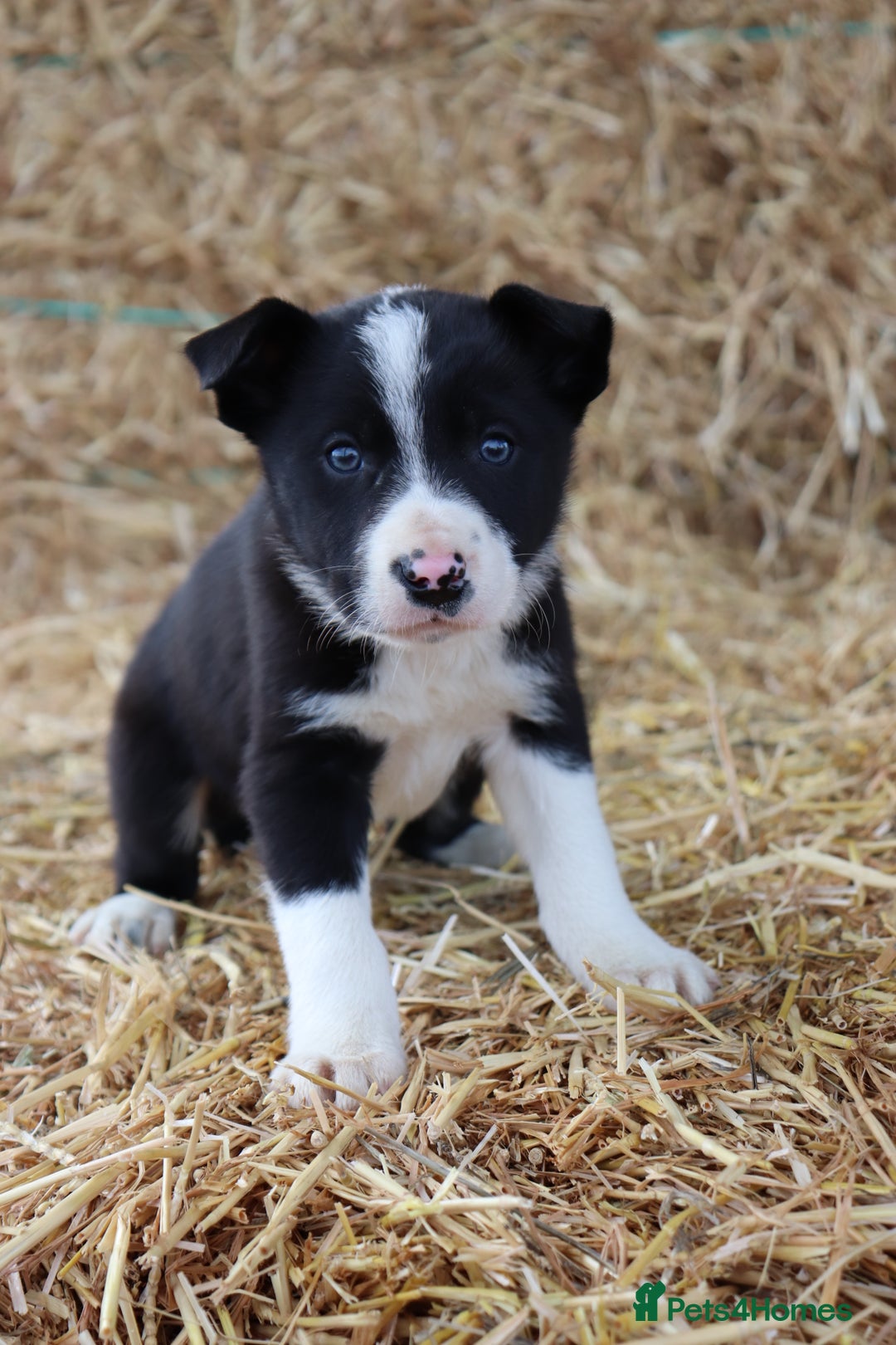 Border Collie dogs for sale: Beautiful Collie Puppies For sale - Image 11