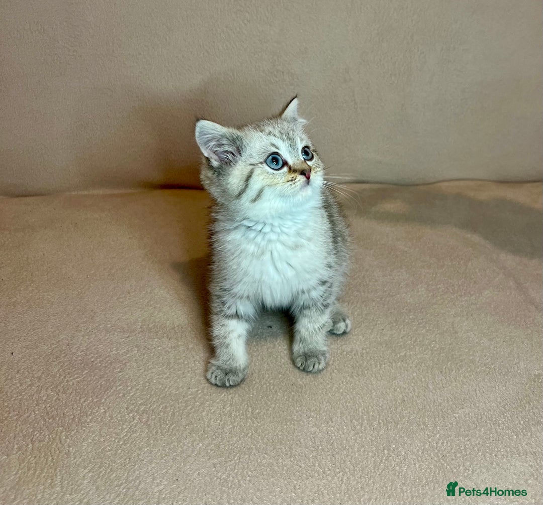 British Shorthair cats for sale: 🐾BSH Golden Kittens🐾  - Advert 18