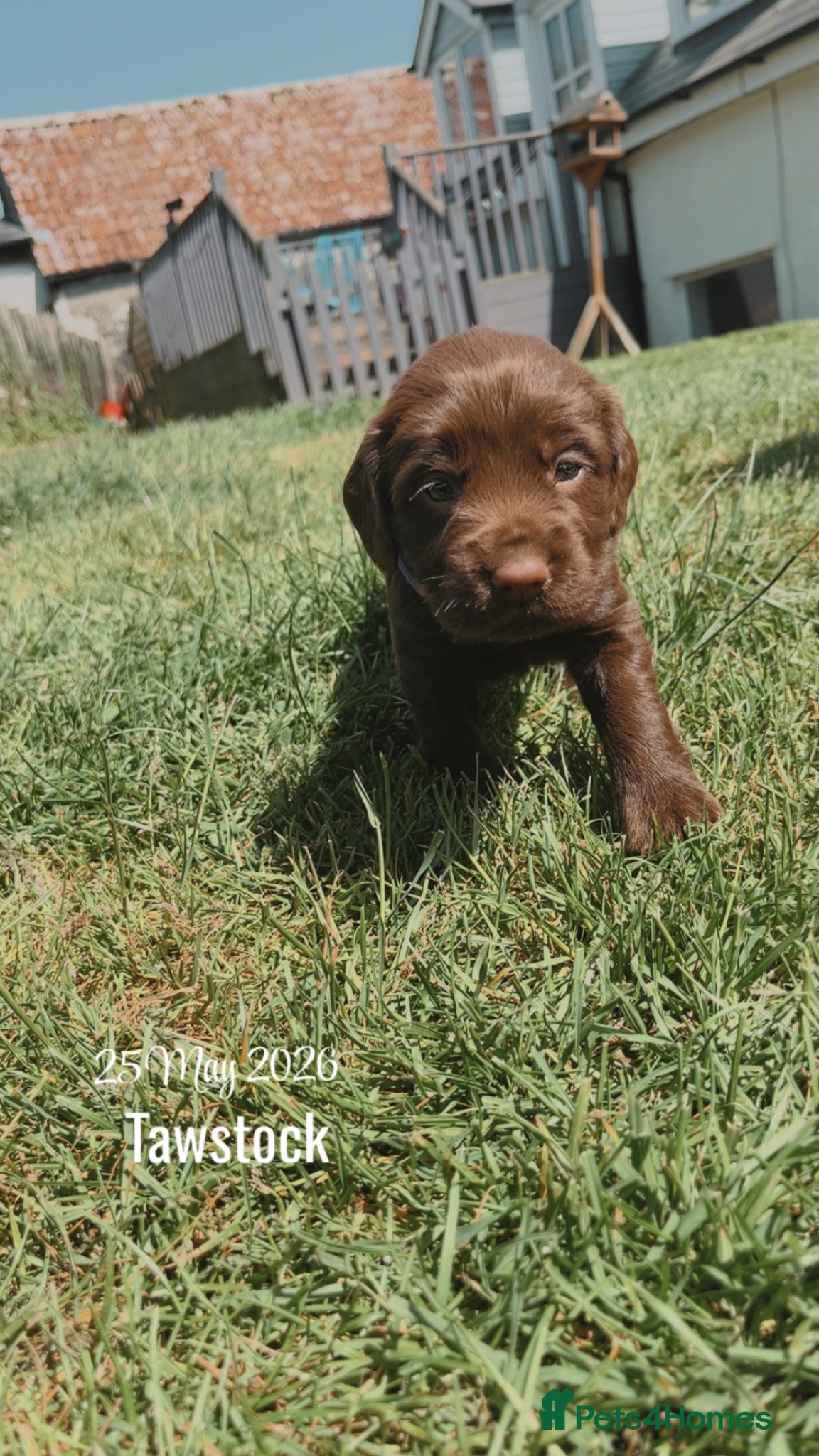 Sprocker dogs for sale: Fully health tested F1 working Sprocker spaniels  - Advert 9