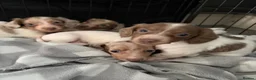 Dachshund dogs for sale: Miniature dachshund  - Advert 6