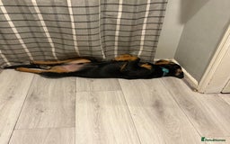 Rottweiler dogs for sale: Charlie  - Image 2