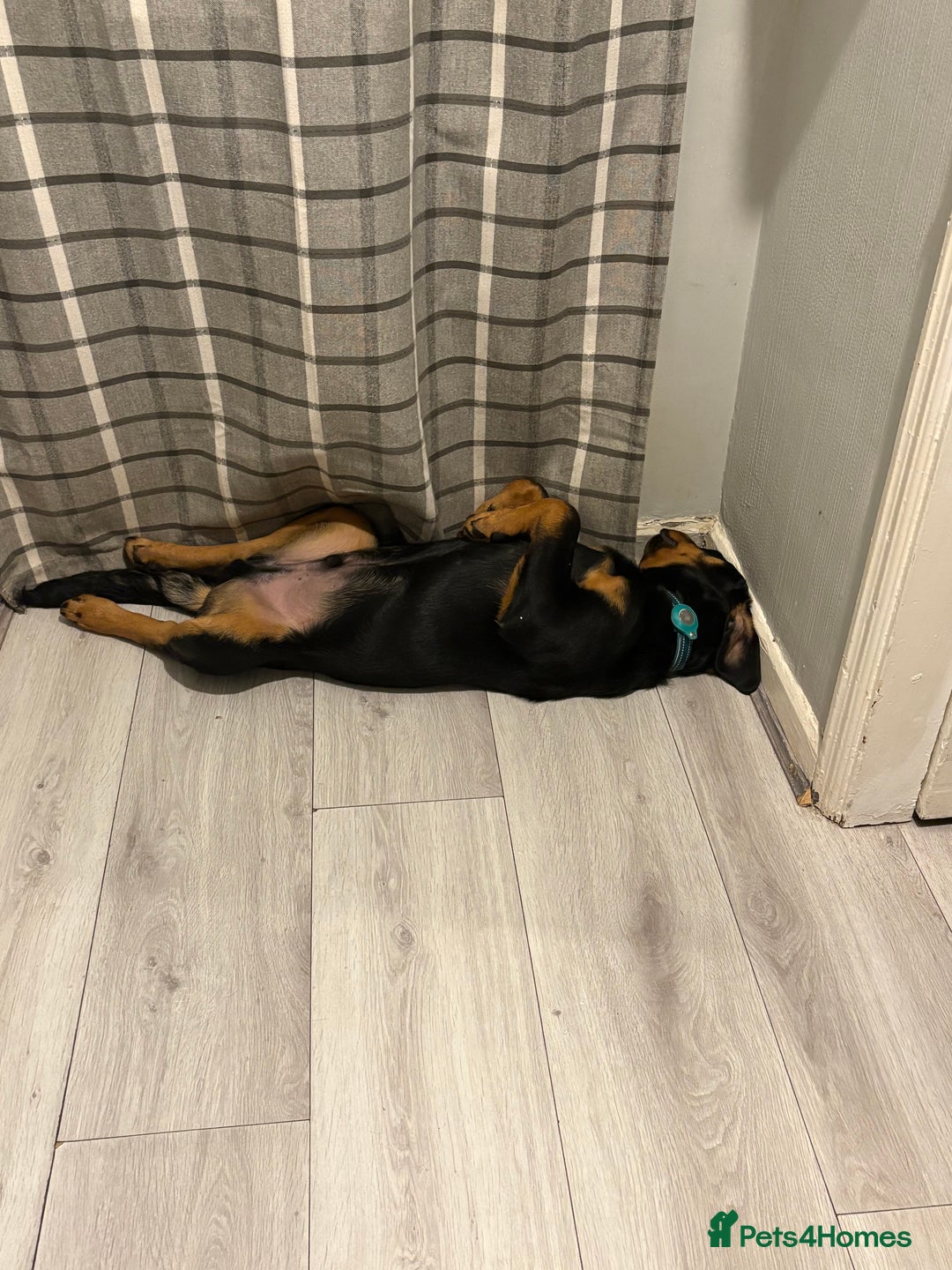 Rottweiler dogs for sale: Charlie  - Image 2