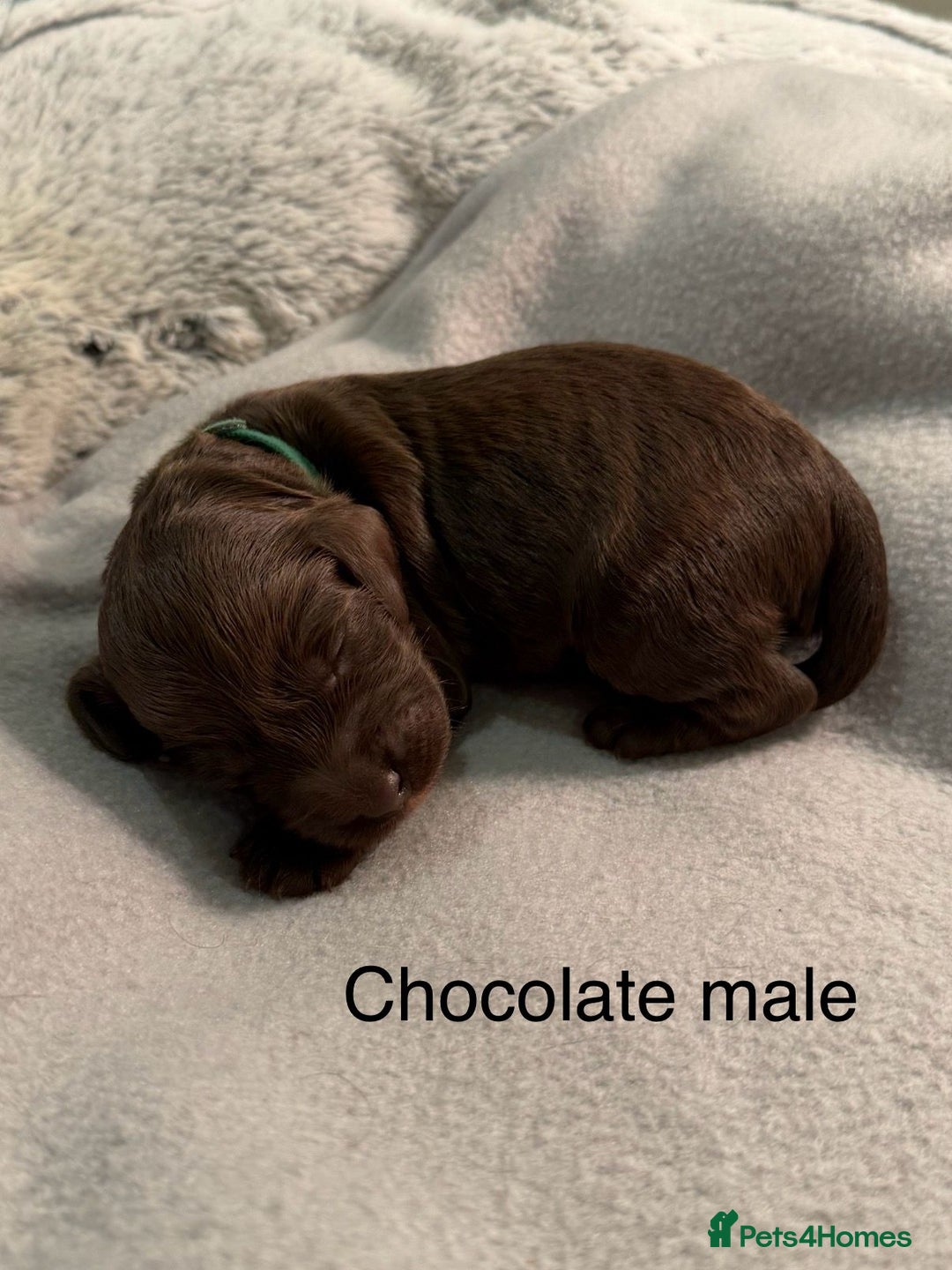 Cockapoo dogs for sale: F1b Cockapoo Puppies - Image 4
