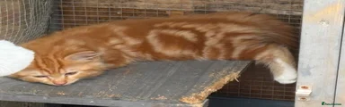 Mixed Breed 3